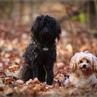 Lou und Amy ... die Schätze von meiner Schwester