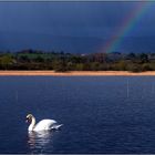 lough gill impressionen V