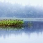 Lough-Key morgens im Nebel, Irland