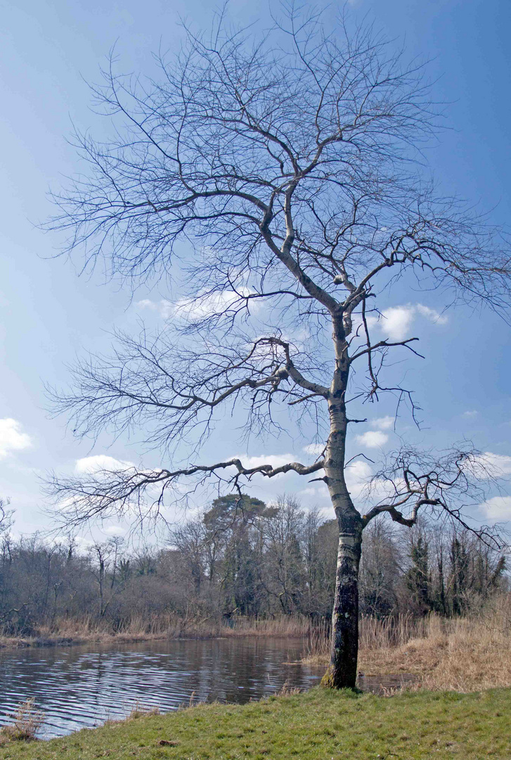 Lough Muckno Tree