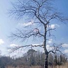 Lough Muckno Tree