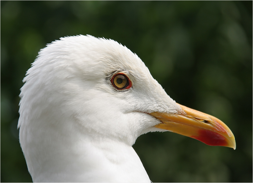 Loui, mein kleiner "Weißkopf-Seeadler"