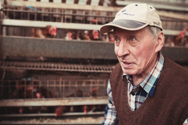 Louis and his chickens