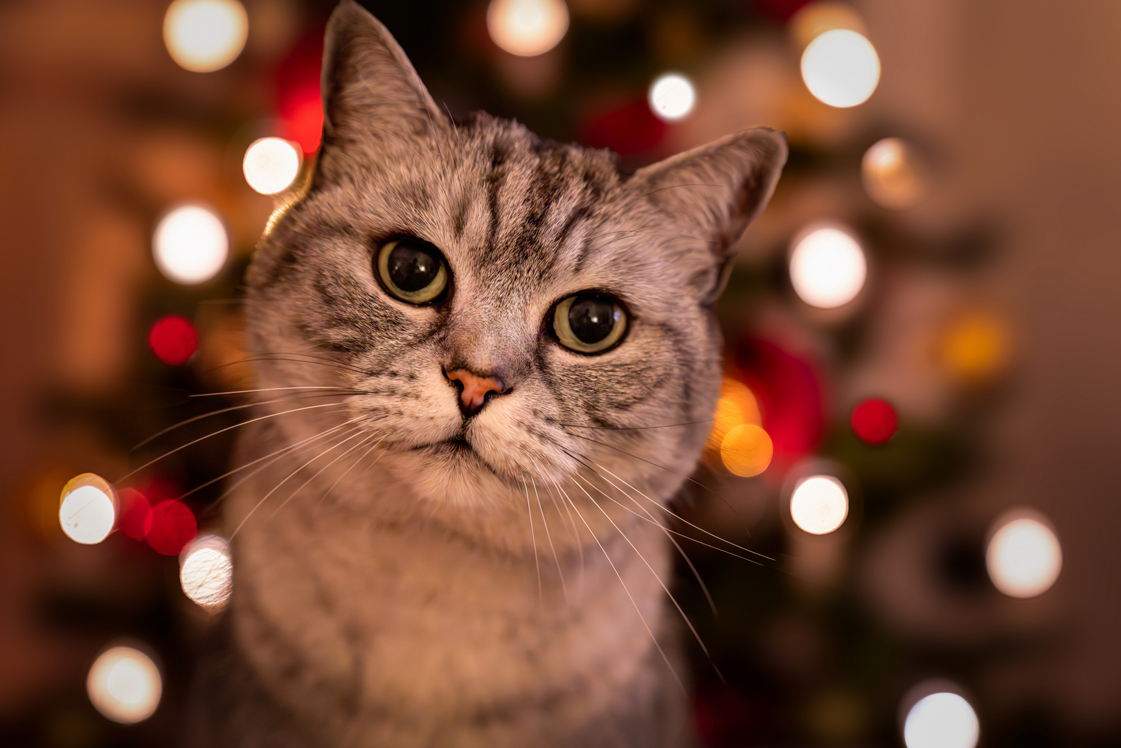 Louise in Weihnachtsstimmung