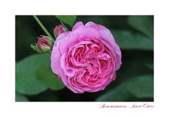 Louise Odier... - Rosa borbonica...
