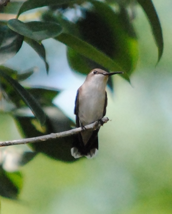 Louisiana hummingbird