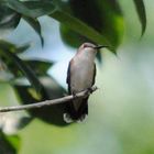 Louisiana hummingbird