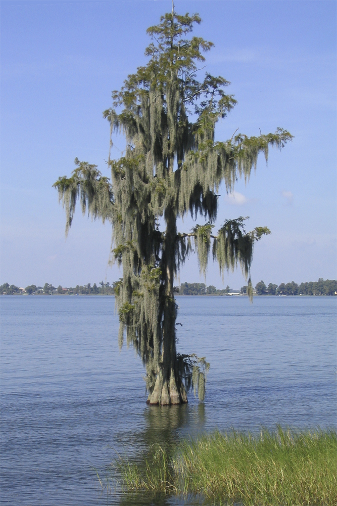 Louisiana Moos