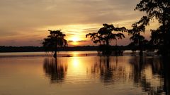 Louisiana Swamp