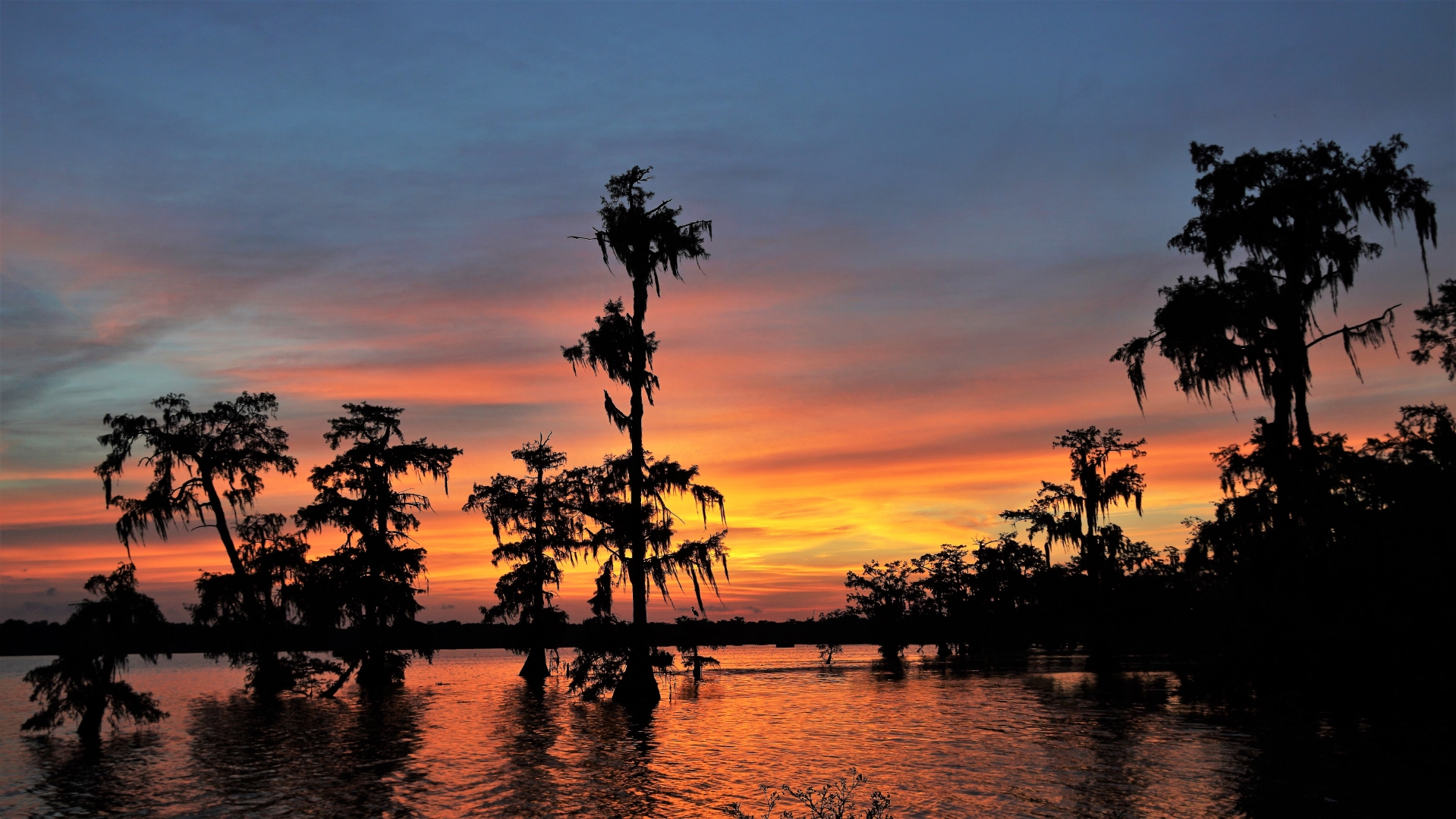 Louisiana Swamp