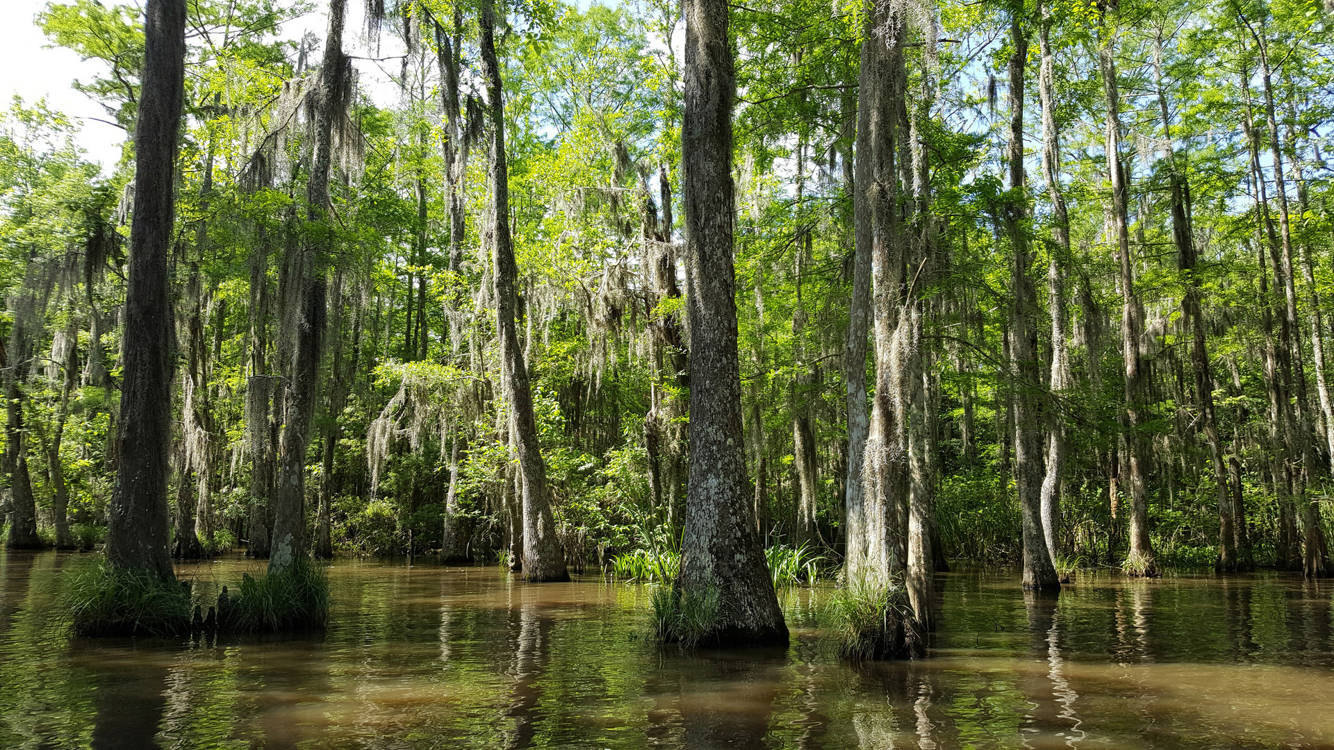 Louisiana Swamp