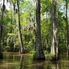 Louisiana Swamp