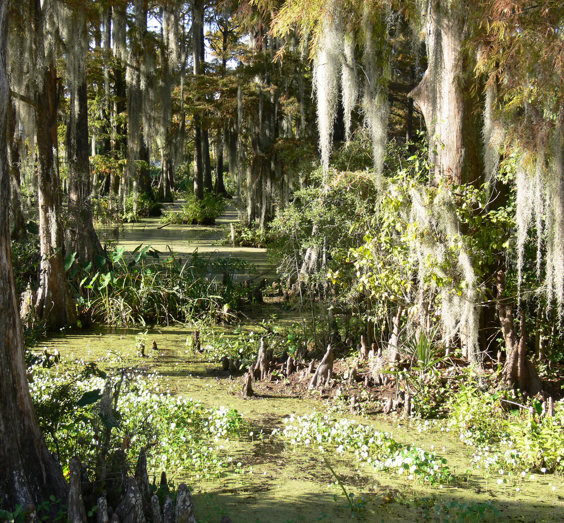 Louisiana Swamp in the City