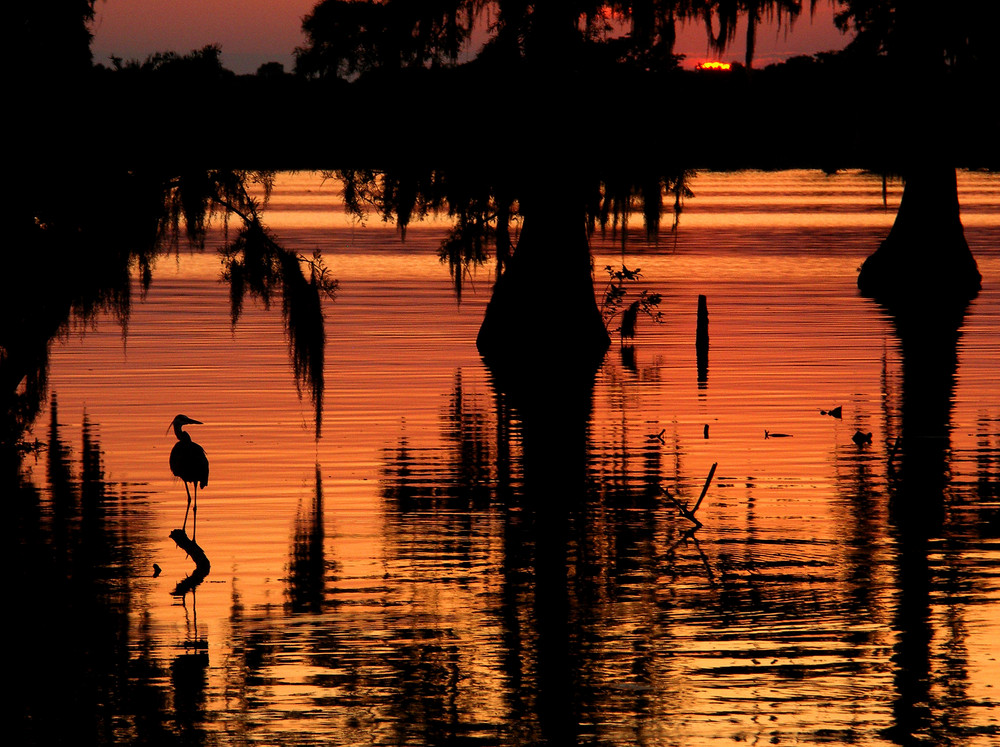 Louisiana Swamps II