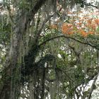 ...Louisianamoos im riesigen Baum...