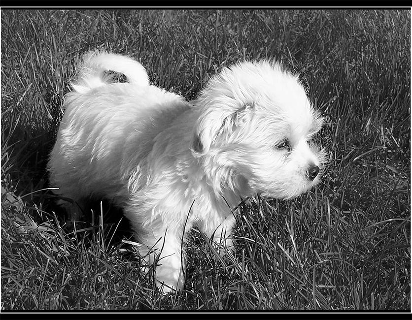 Loulou le bébé bichon Maltais