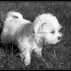 Loulou le bébé bichon Maltais