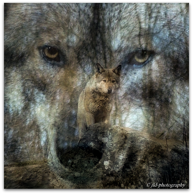 loup