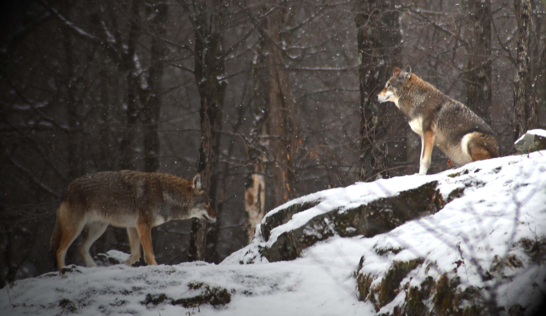 loup