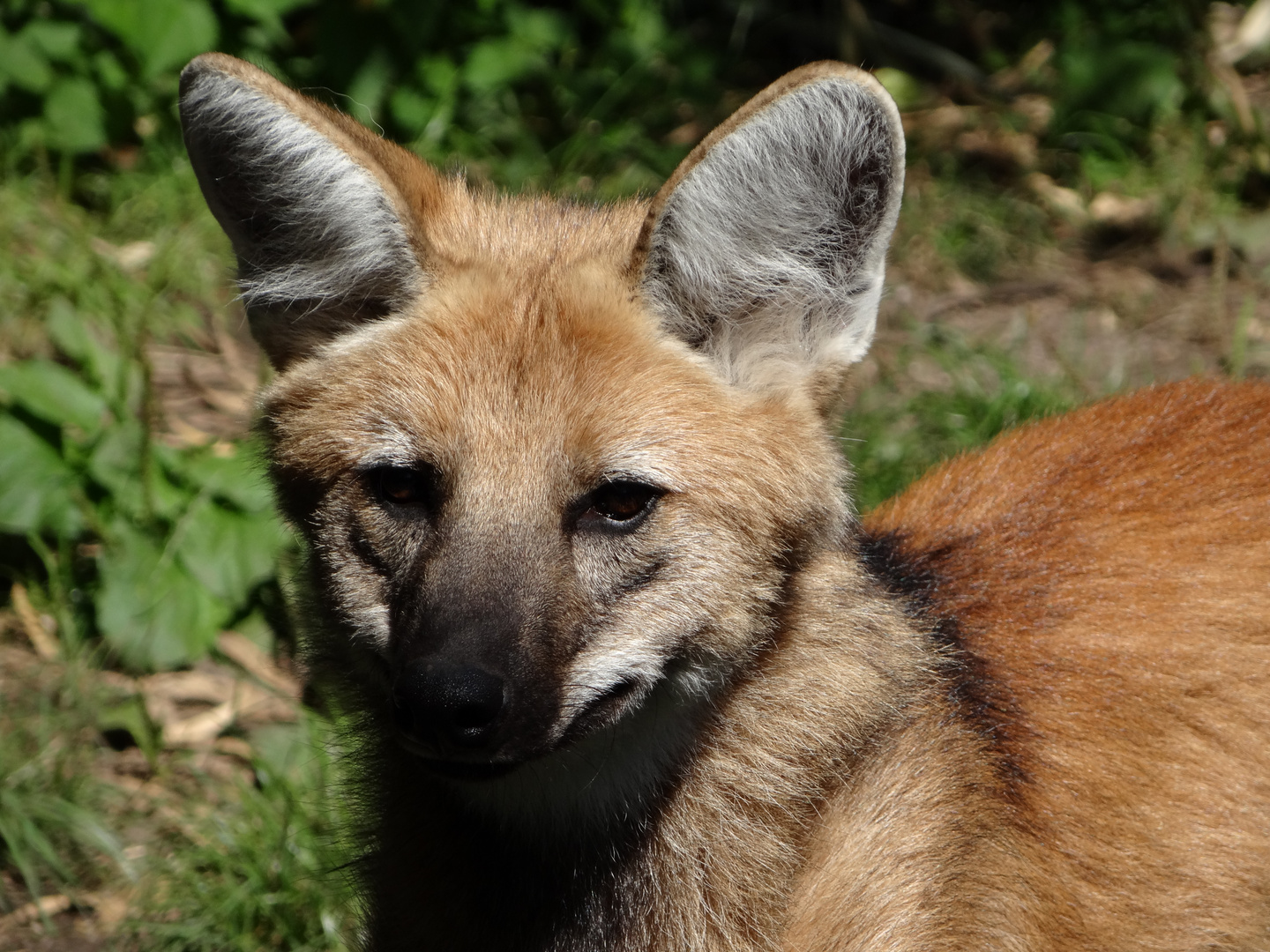 Loup à crinière