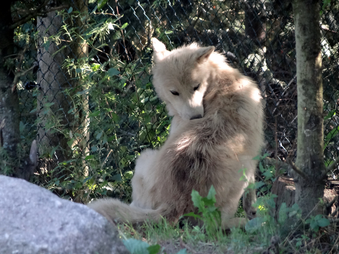 Loup à puces ??