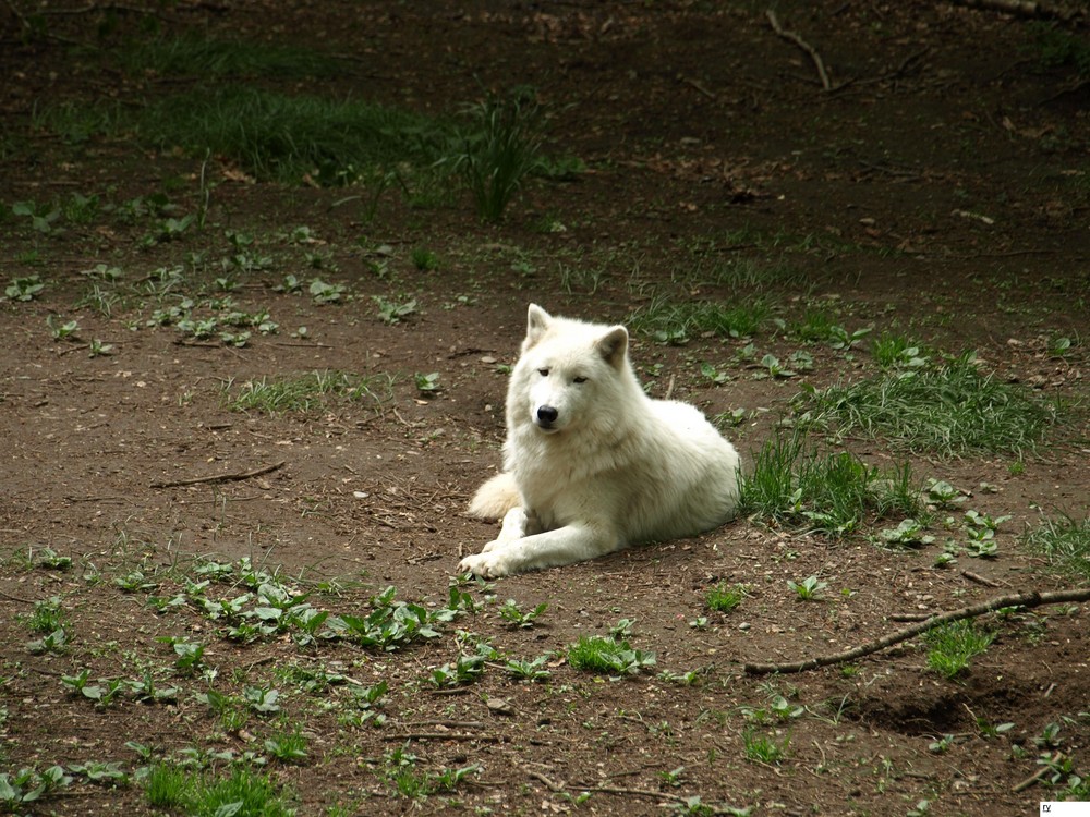 loup