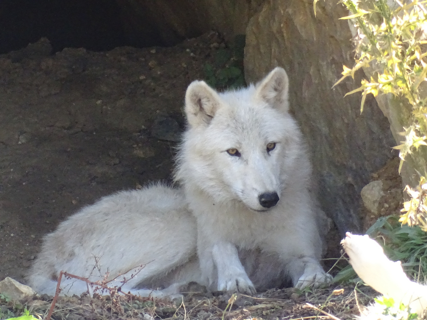 LOUP ARCTIQUE