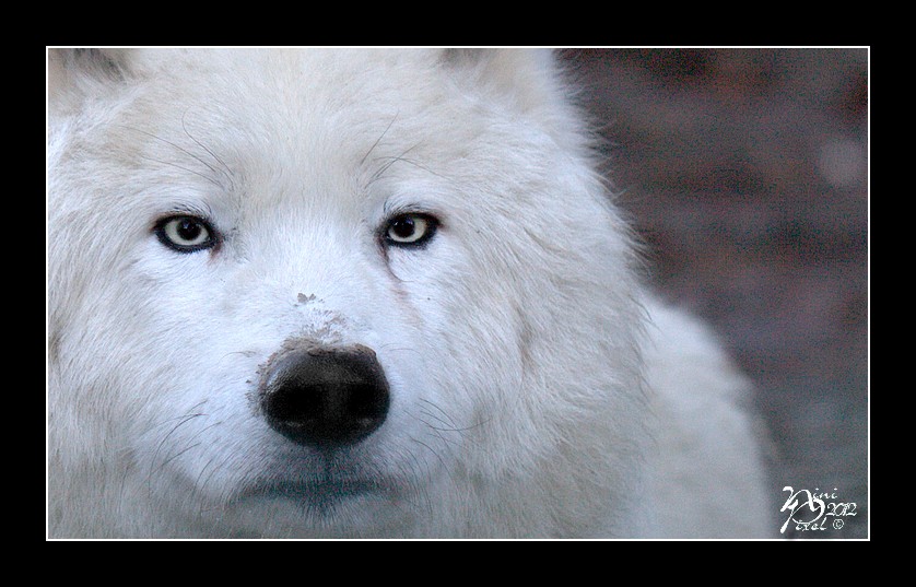 Loup Arctique....