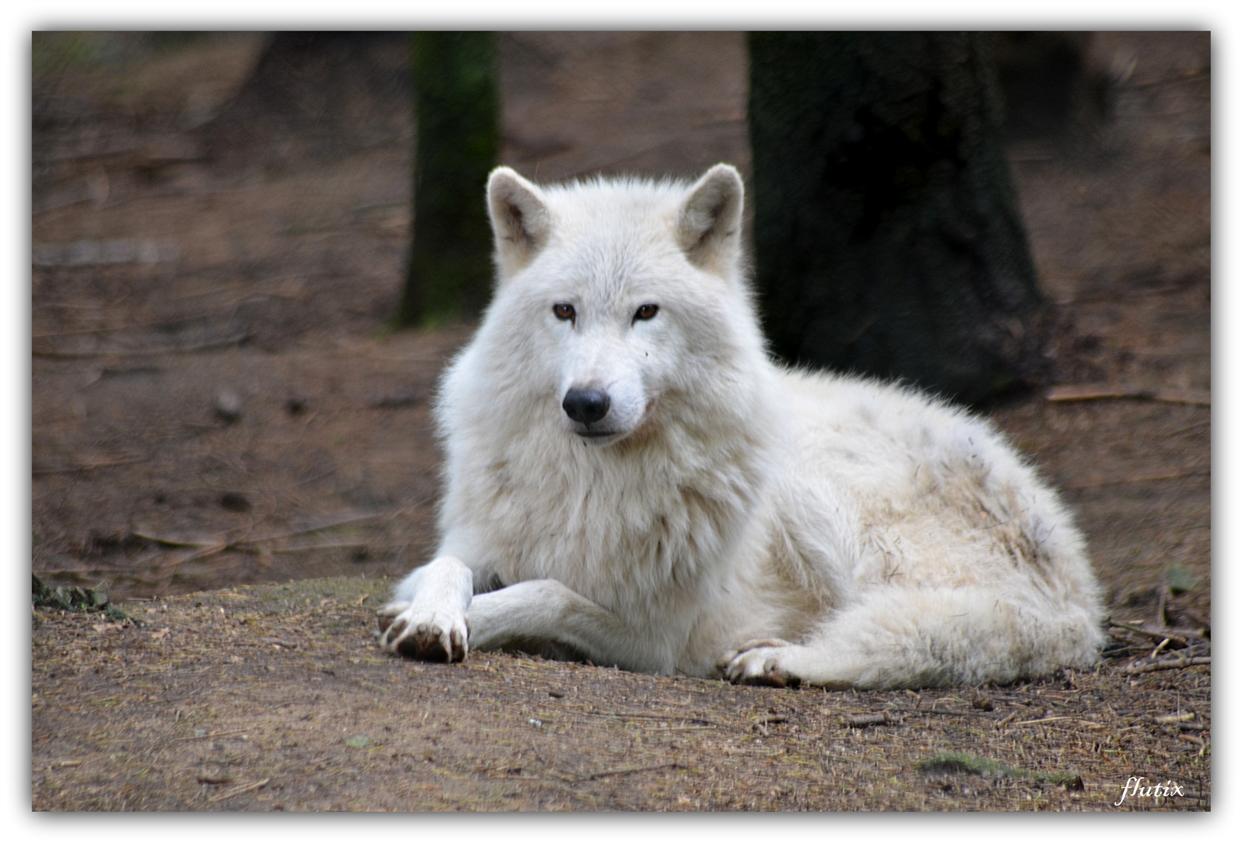 Loup ARCTIQUE