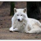 Loup ARCTIQUE