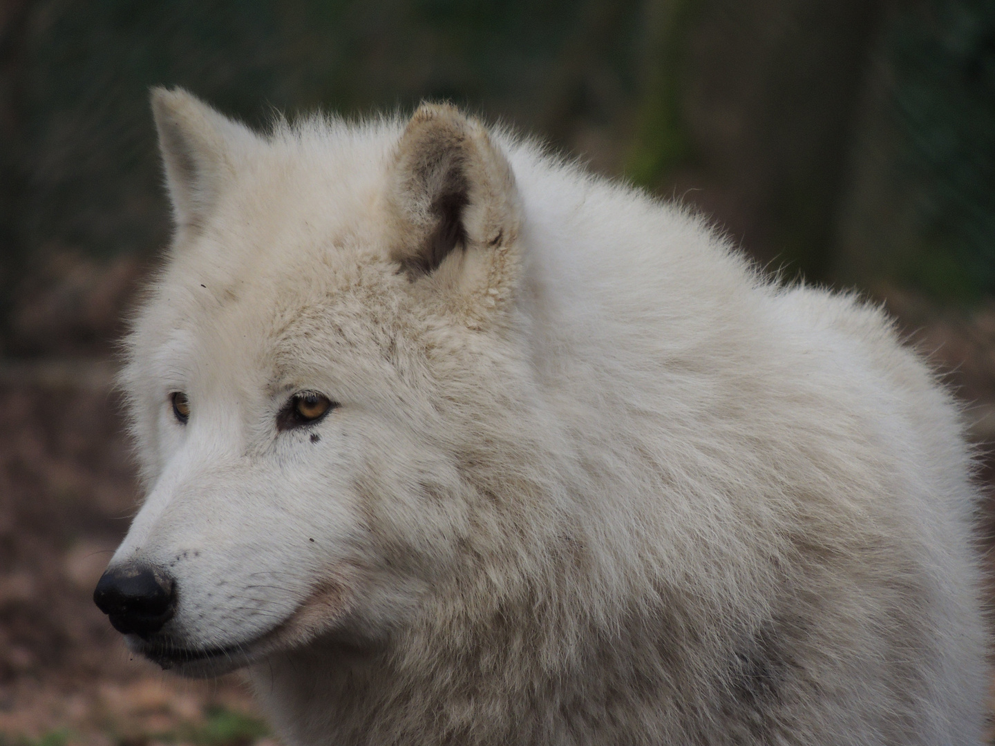 Loup arctique