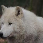 Loup arctique