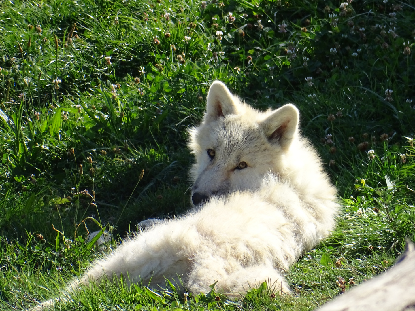 LOUP ARCTIQUE