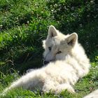 LOUP ARCTIQUE