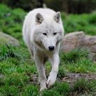 Loup blanc