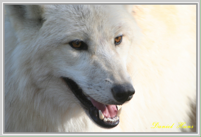 loup blanc de sibérie à Ste Croix