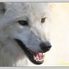 loup blanc de sibérie à Ste Croix