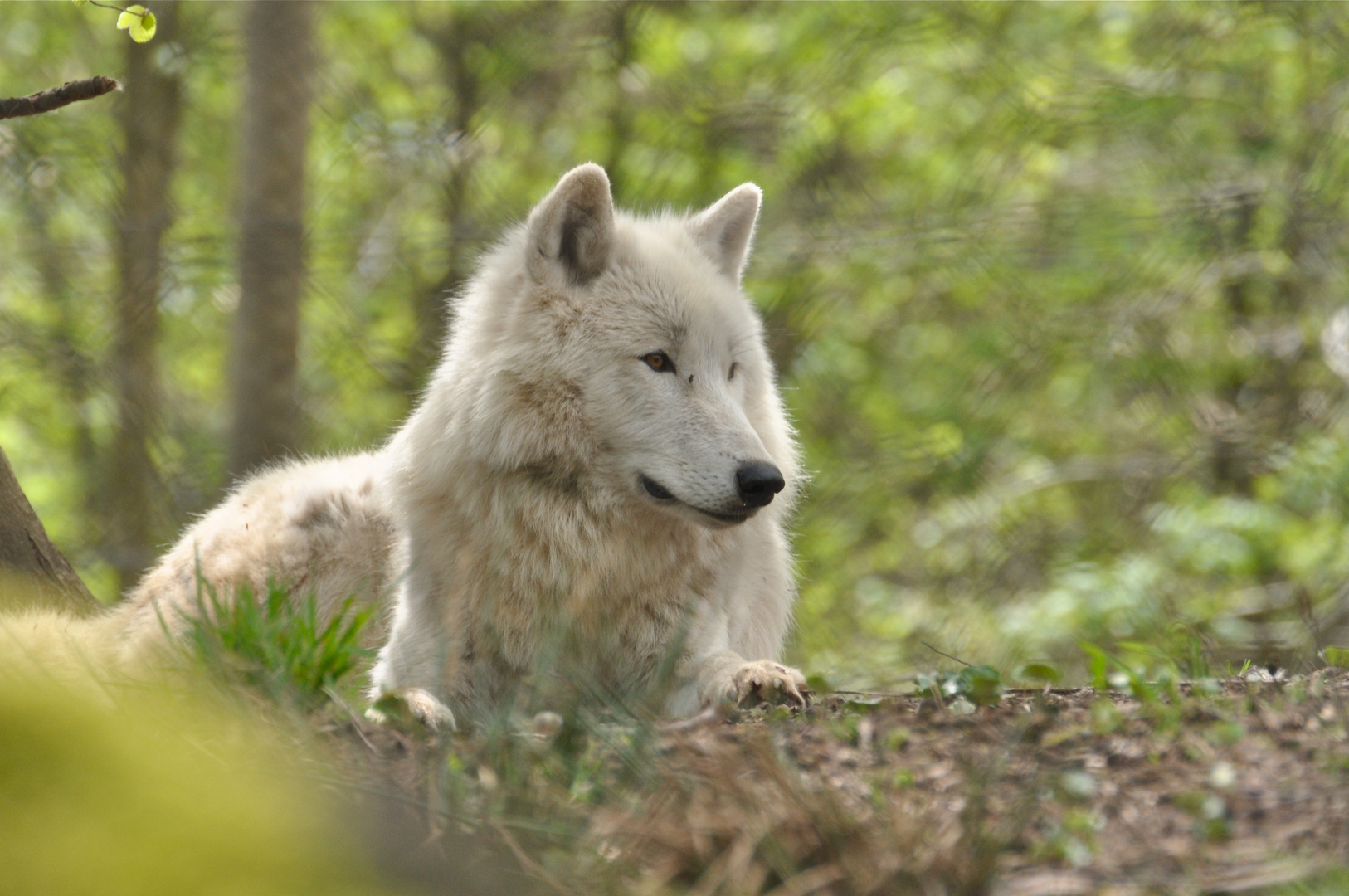 Loup Blanc du Parc Werner Freund