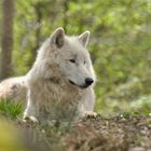 Loup Blanc du Parc Werner Freund