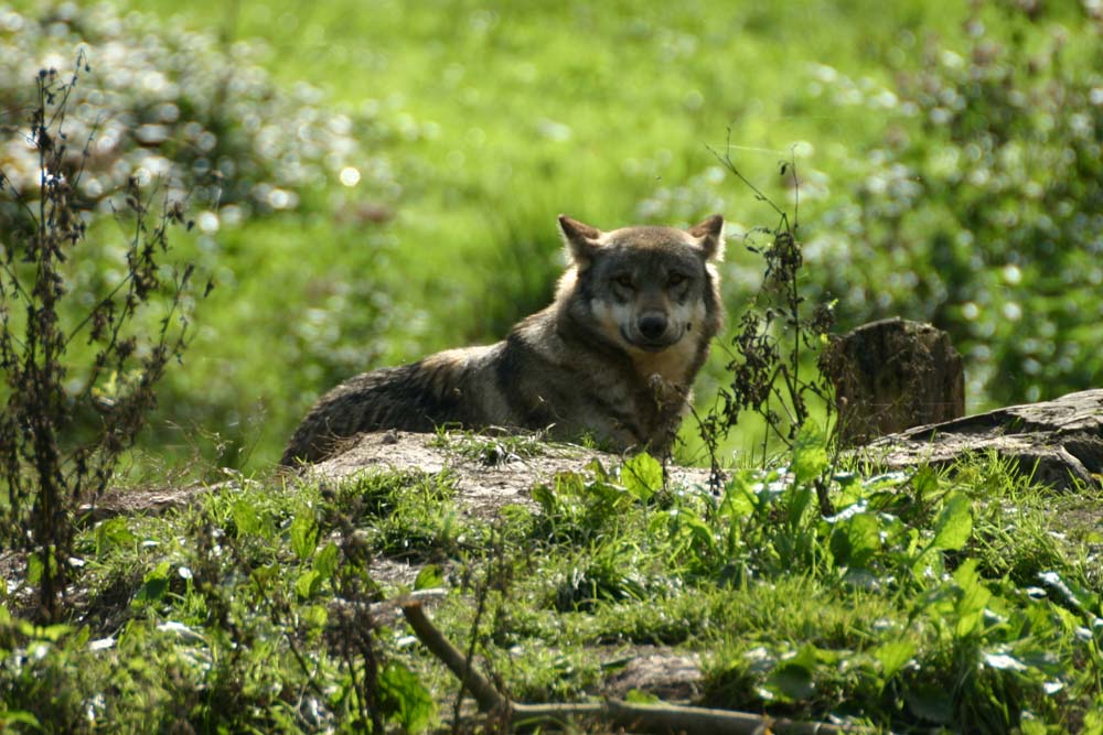 Loup dans le parc animalier de Ste Croix à Rhodes