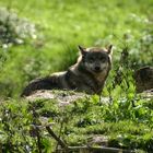 Loup dans le parc animalier de Ste Croix à Rhodes