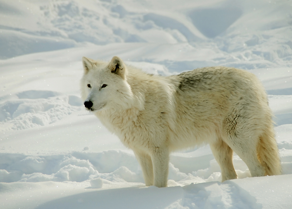 Loup de l'arctique