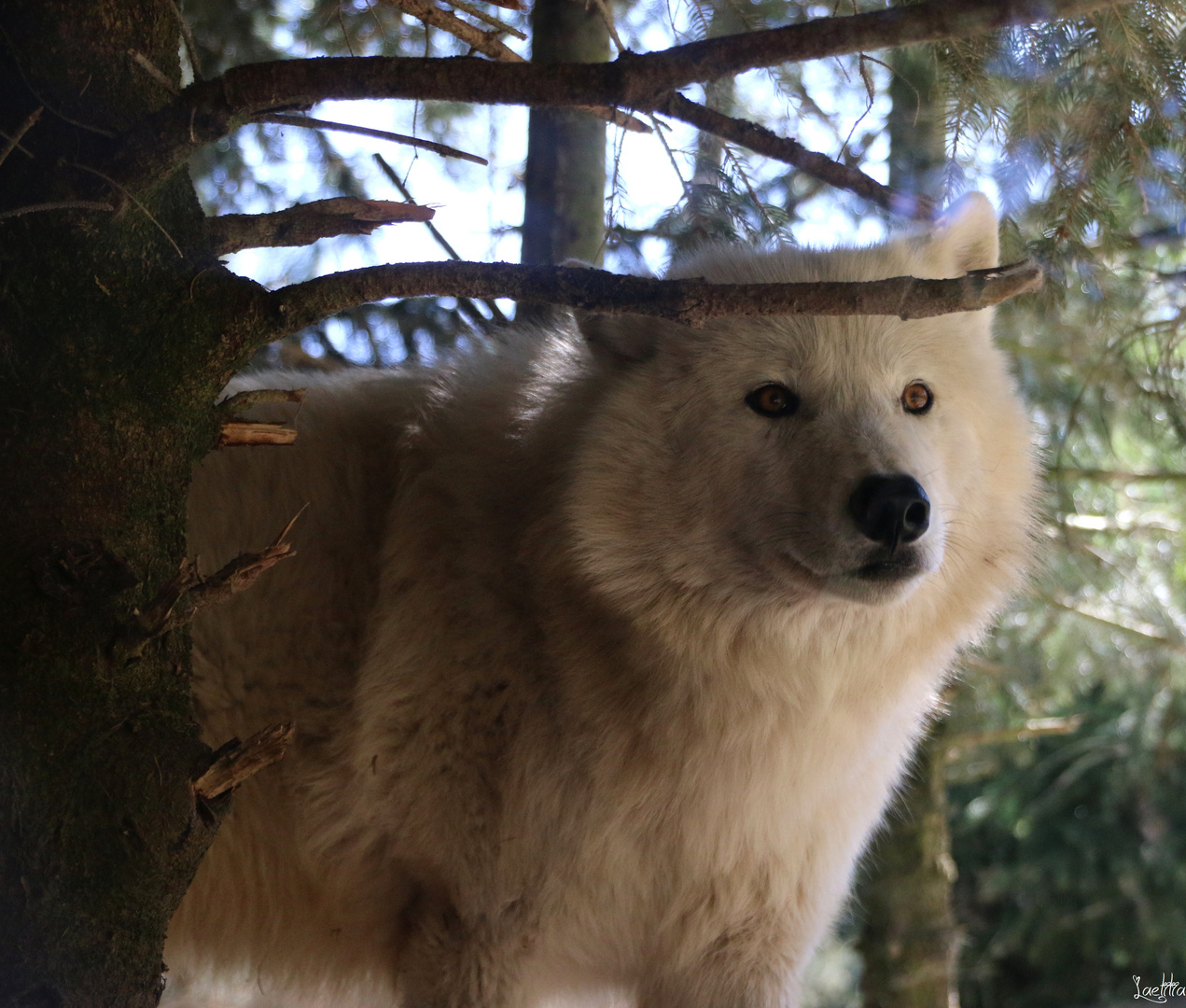 Loup de l'Arctique