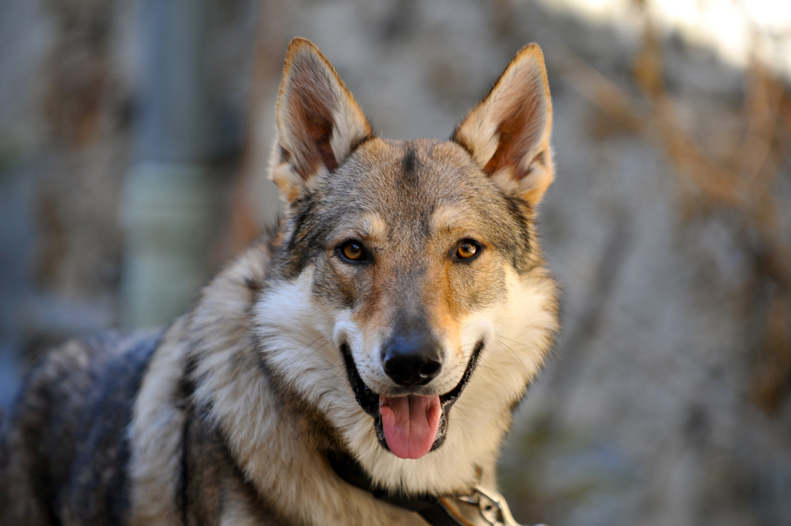 loup en captivité