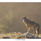 Loup en contre jour