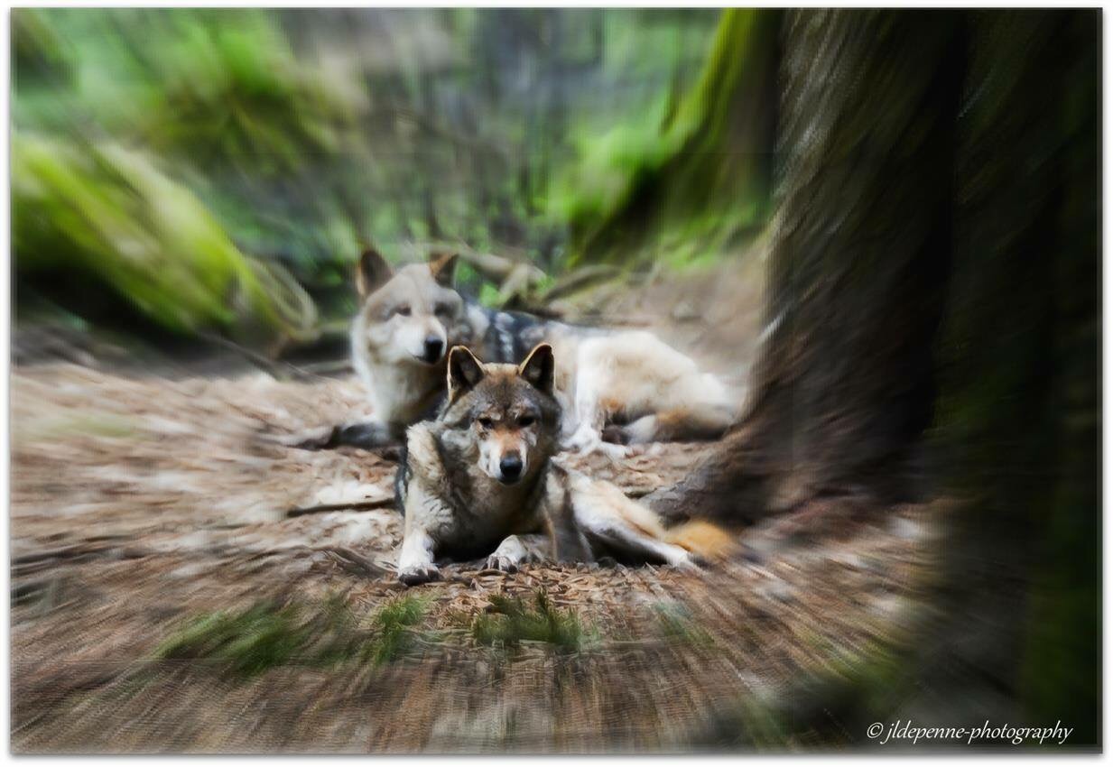 Loup européen