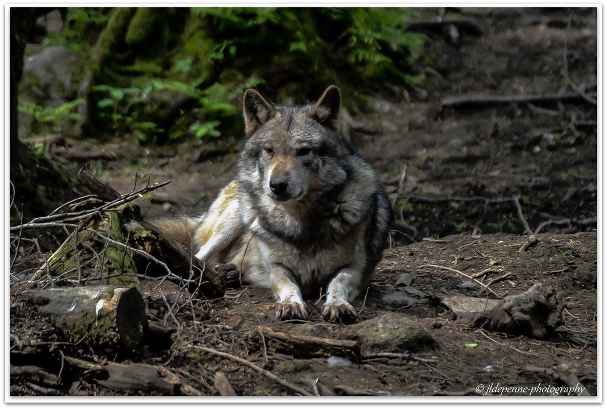 Loup européen