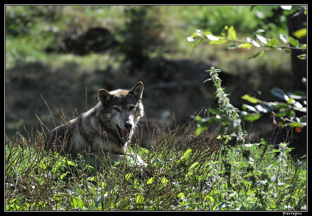 Loup européen fatigué