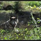 Loup européen fatigué