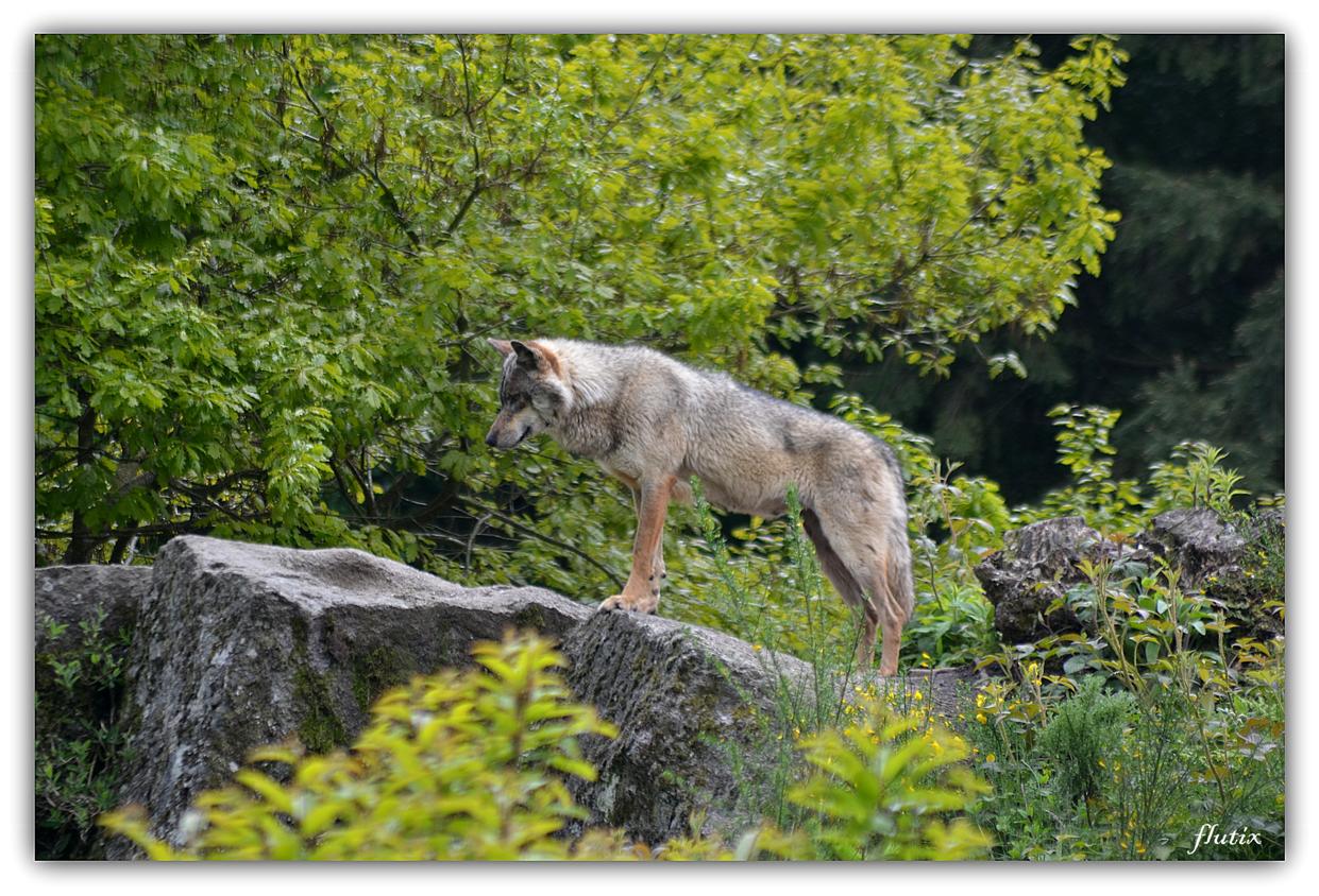 Loup GRIS EUROPEEN